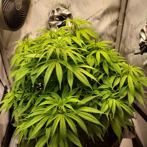Bruce growlog timeline photo