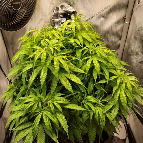 Bruce growlog timeline photo