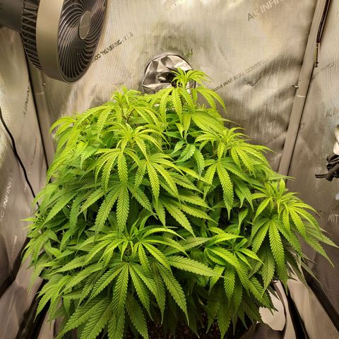 Bruce growlog timeline photo