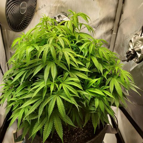 Bruce growlog timeline photo