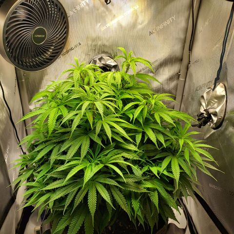 Bruce growlog timeline photo