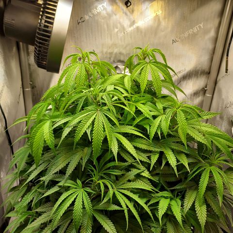 Bruce growlog timeline photo