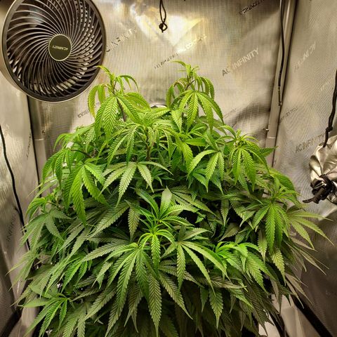 Bruce growlog timeline photo
