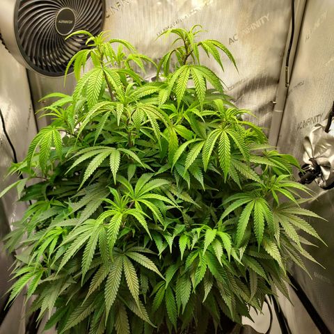 Bruce growlog timeline photo