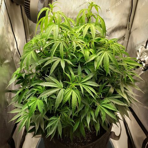 Bruce growlog timeline photo