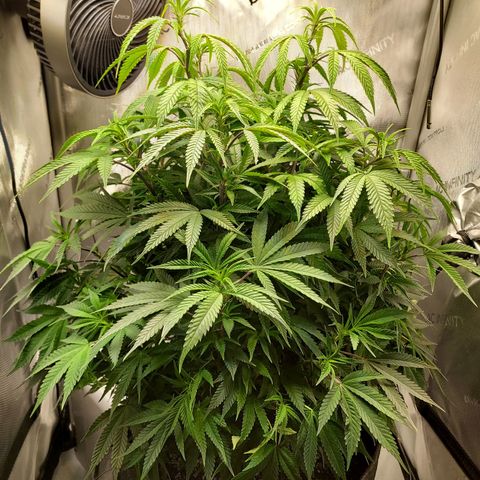 Bruce growlog timeline photo