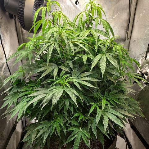 Bruce growlog timeline photo