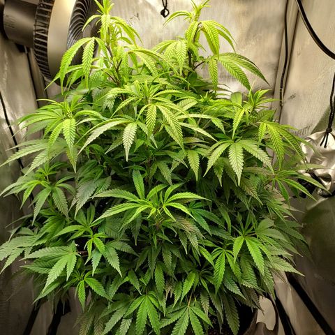 Bruce growlog timeline photo