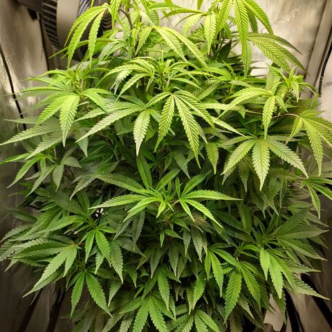 Bruce growlog timeline photo