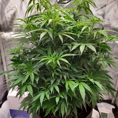 Bruce growlog timeline photo
