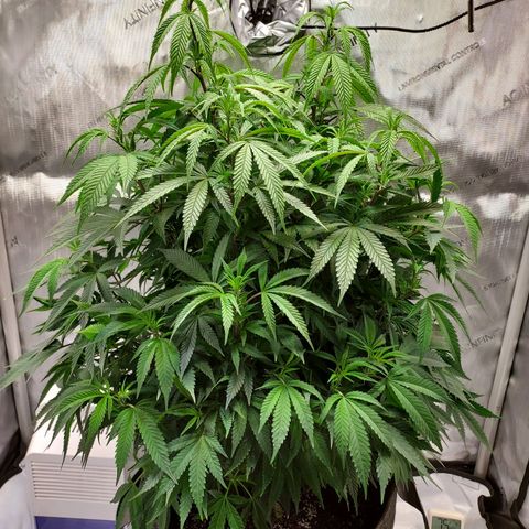 Bruce growlog timeline photo