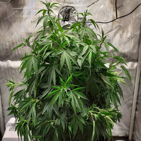 Bruce growlog timeline photo
