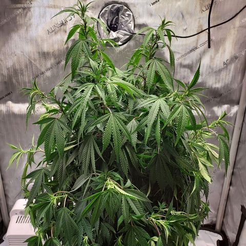 Bruce growlog photo: Looking droopy 