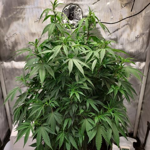 Bruce growlog timeline photo