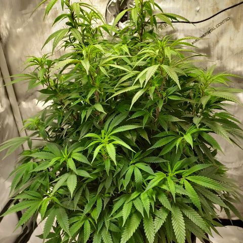Bruce growlog timeline photo