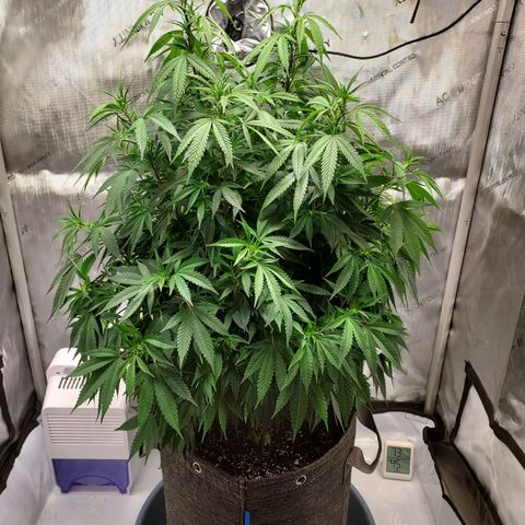 Bruce growlog timeline photo