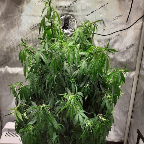 Bruce growlog photo: Looking sad. Adj. Light, going to start watering more