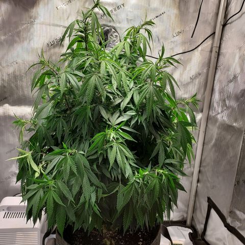 Bruce growlog photo: Yep need to start feeding everyday. Looks sad after skipping 1 day
