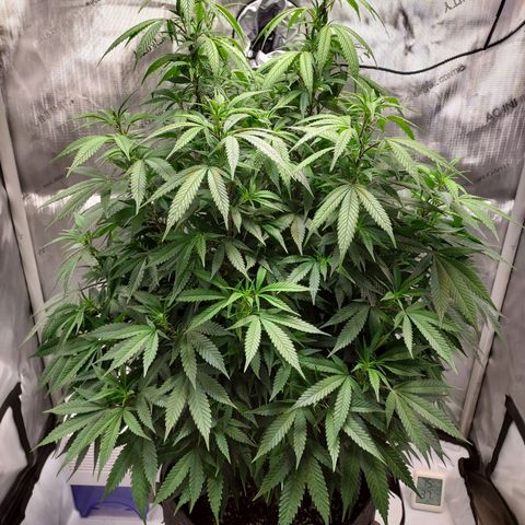 Bruce growlog timeline photo