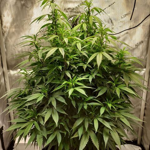 Bruce growlog timeline photo