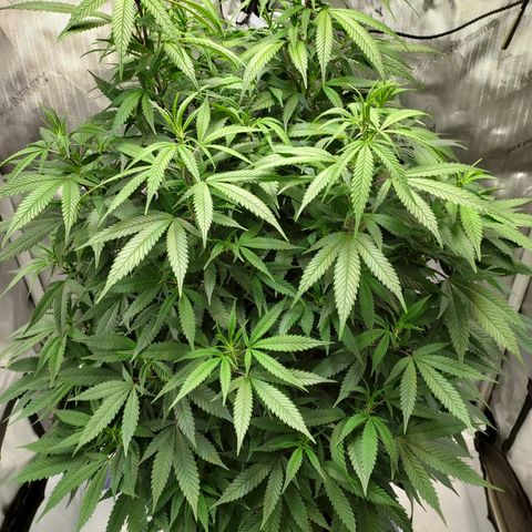 Bruce growlog timeline photo