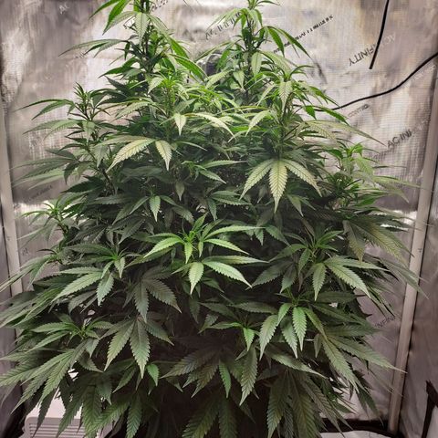 Bruce growlog timeline photo