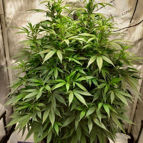 Bruce growlog timeline photo