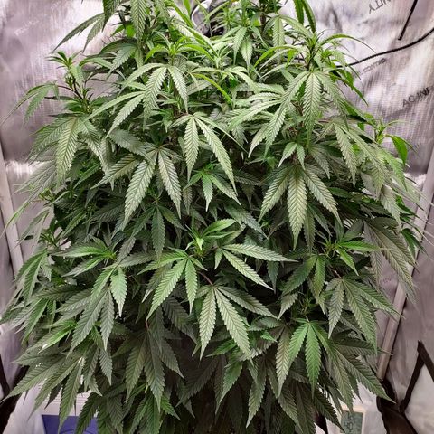 Bruce growlog timeline photo