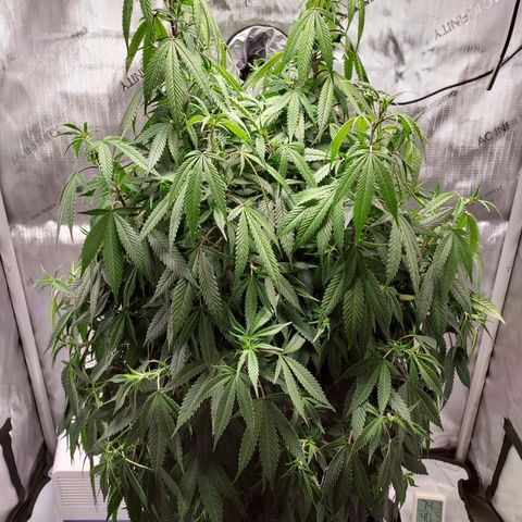 Bruce growlog timeline photo