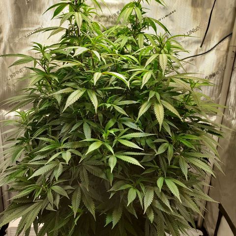 Bruce growlog timeline photo