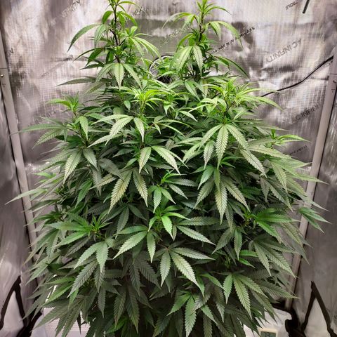 Bruce growlog timeline photo