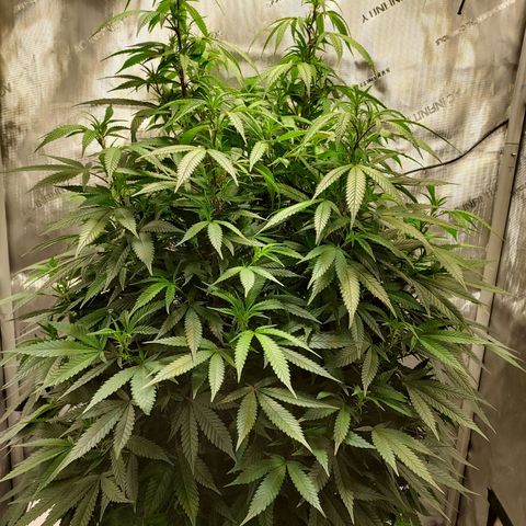 Bruce growlog timeline photo