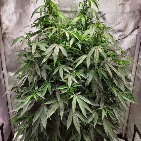Bruce growlog timeline photo