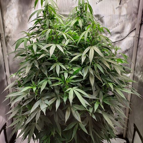 Bruce growlog timeline photo