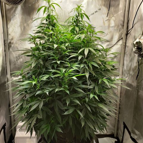 Bruce growlog photo: Light changed to 12/12. Guess it's not an auto