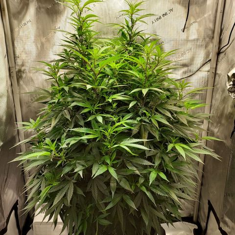 Bruce growlog timeline photo