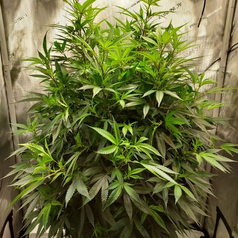 Bruce growlog timeline photo