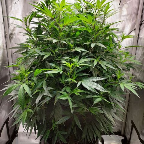 Bruce growlog timeline photo