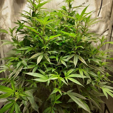 Bruce growlog timeline photo