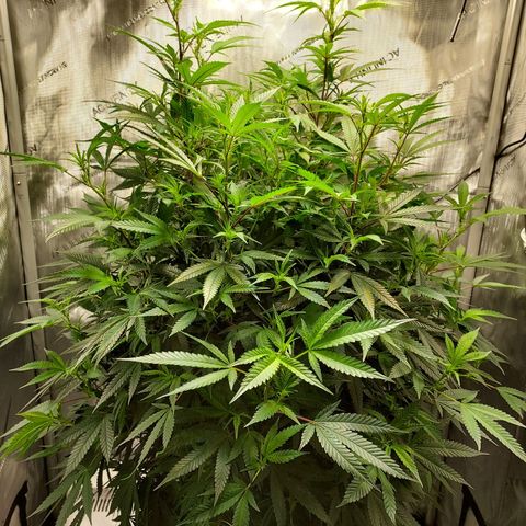 Bruce growlog timeline photo