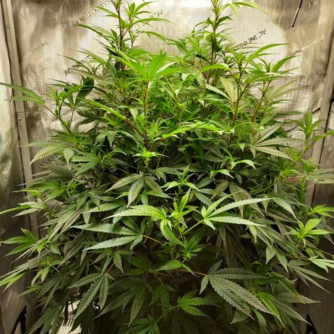Bruce growlog timeline photo