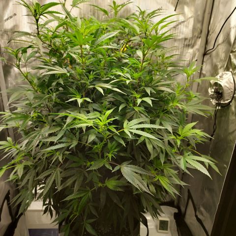 Bruce growlog timeline photo