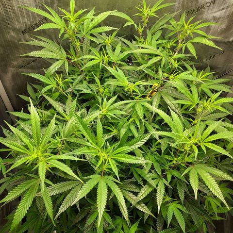 Bruce growlog timeline photo