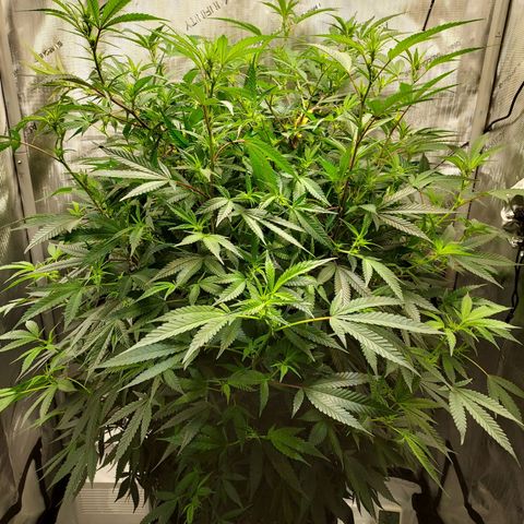 Bruce growlog timeline photo