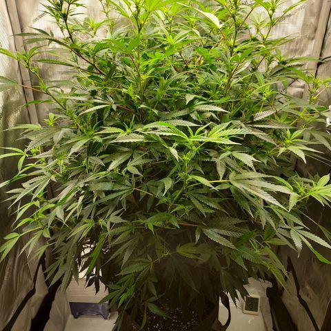 Bruce growlog timeline photo