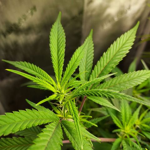 Bruce growlog timeline photo