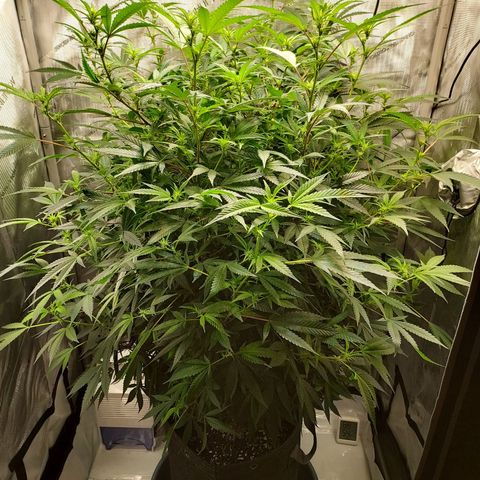 Bruce growlog timeline photo