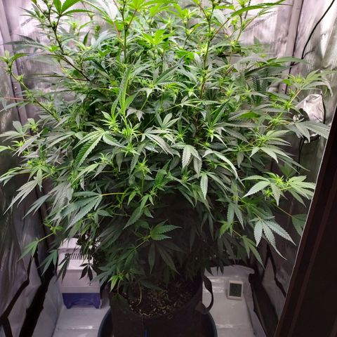 Bruce growlog timeline photo