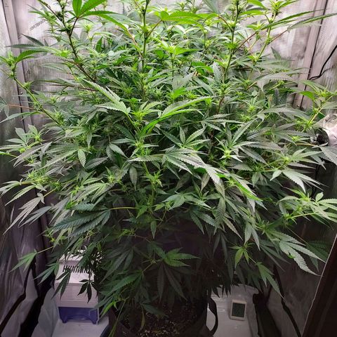 Bruce growlog timeline photo