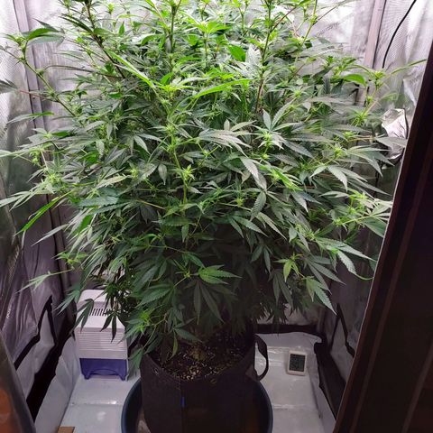 Bruce growlog timeline photo
